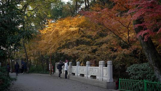 杭州九溪秋天早晨枫树叶下有摄影师拍照