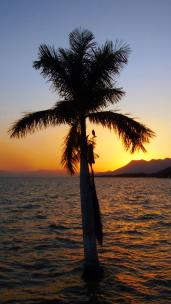1059_棕榈树在太阳前