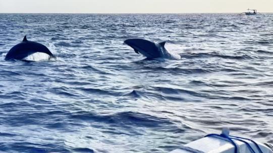 巴厘岛罗威纳　快艇追逐海豚