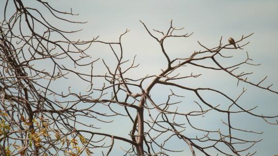 树枝上一只小鸟