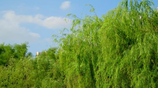 春风吹拂池塘边的杨柳树