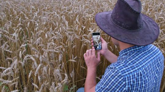 男人在麦田拍摄麦穗的照片