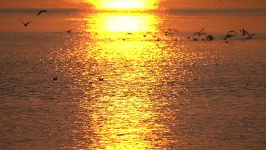 海鸥大海夕阳