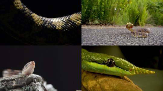 [合集]巴西彩虹蟒蛇蛇黄色犀牛鼠蛇