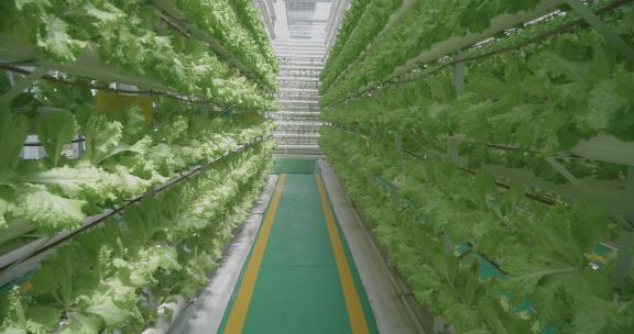 4K高端科技农业-现代化温室大棚绿色农业高清在线视频素材下载