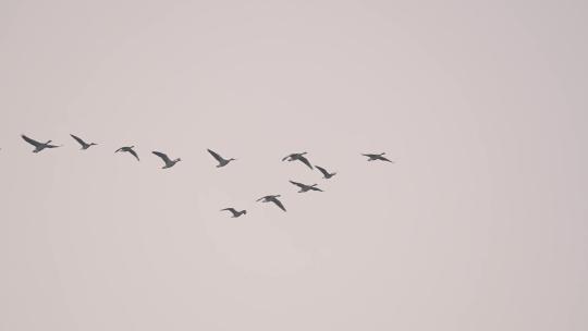 大雁迁徙壮观
