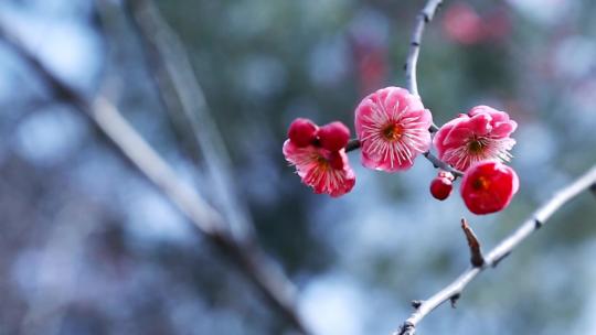 唯美小清新鲜花腊梅