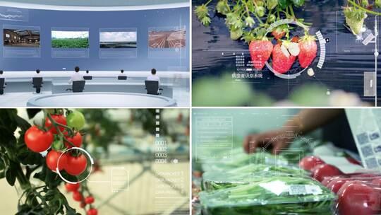 智慧农业温室大棚绿色有机蔬菜食品视频素材模板下载
