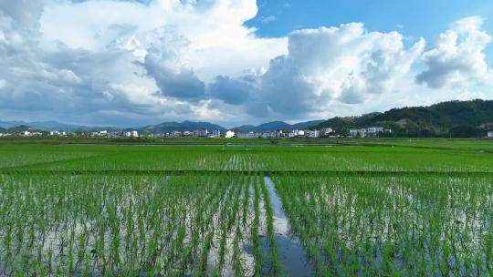万亩水稻稻田农业耕地