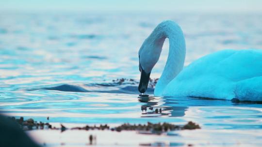 在水里觅食的一只白天鹅