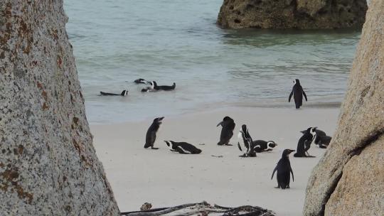 企鹅 一群企鹅 企鹅宝宝 海洋生态 幼年企鹅视频素材模板下载