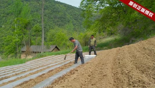 农村农民春天地里干活覆盖地膜春播玉米劳动