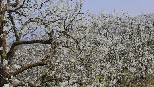 春天绽放的梨花合集视频素材模板下载