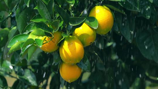 脐橙赣南脐橙脐橙特写