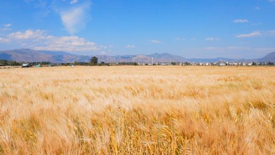 麦田大丰收满地金黄色的麦子麦浪随风而起