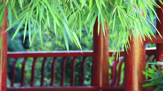 意境竹林竹影，中式古典园林