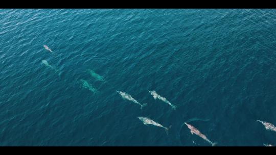 FPV航拍海豚追逐围绕游艇玩耍嬉戏四王岛