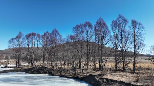 春天开河冰融护河柳
