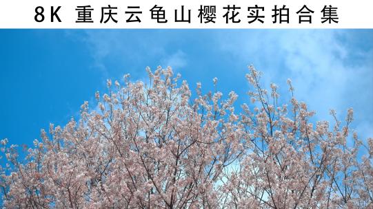 8K重庆云龟山樱花实拍合集