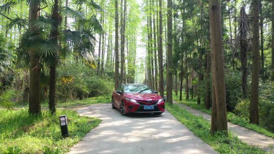 上海 崇明岛 汽车 旅拍 风景 树林