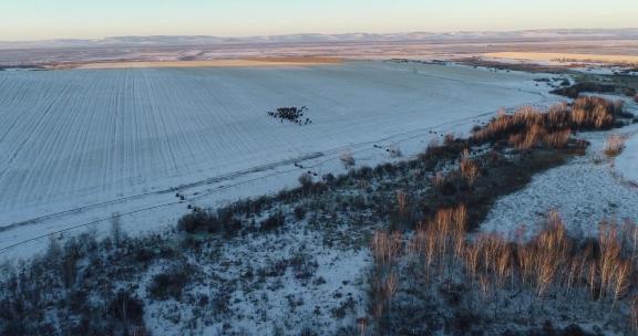 小雪时节夕阳下麦地里奔跑的马群