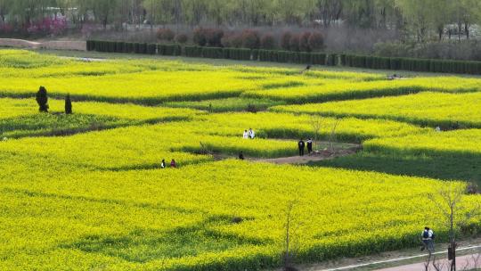 高清航拍城市边春天油菜花田野空镜