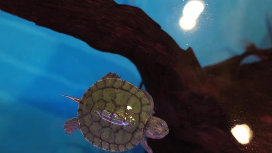 萌宠小乌龟在水里游