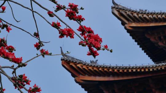 春风中摇曳的木棉花