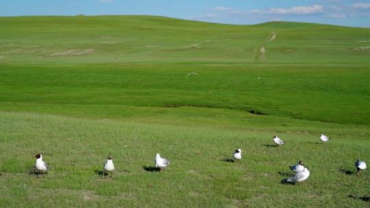 中国新疆伊犁巴音布鲁克草原飞起的红嘴鸥