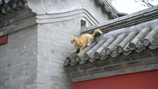 春季北京大觉寺内的猫