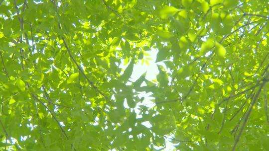 夏天阳光树叶唯美空镜头意境植物