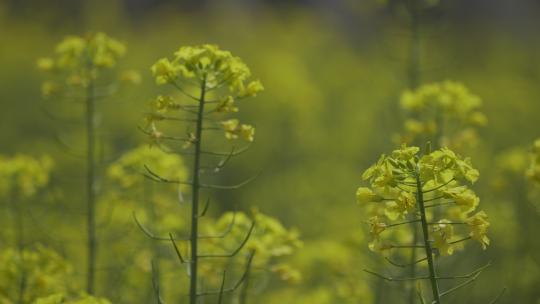 油菜花海