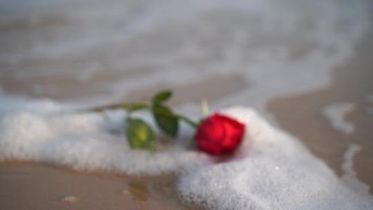 海边玫瑰花大海沙滩玫瑰视频素材模板下载