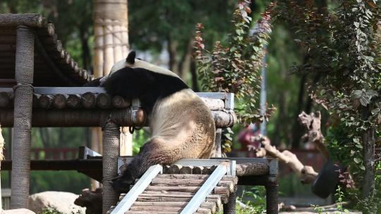 济南动物园动物悠闲的动物们