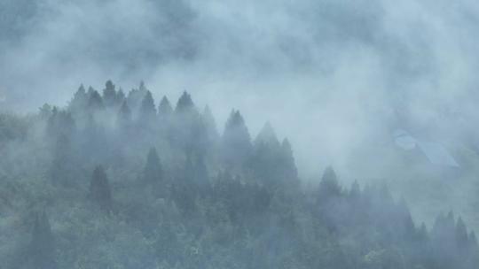 航拍山谷晨雾迷雾森林
