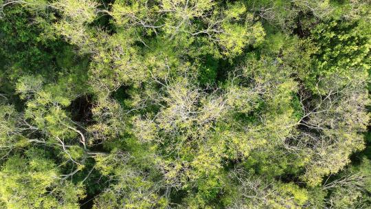 俯拍汕头妈屿岛树林视频素材模板下载