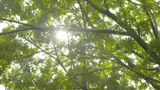 参天大树绿色环保自然百年树木阳光意境未来视频素材模板下载