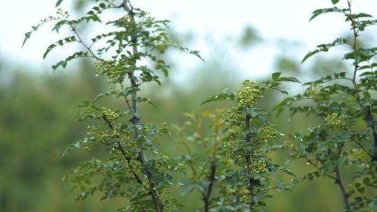 花椒树 绿色花椒