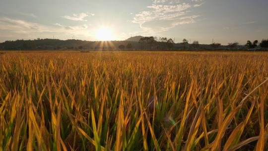 秋天，阳光中金黄的稻谷视频素材模板下载