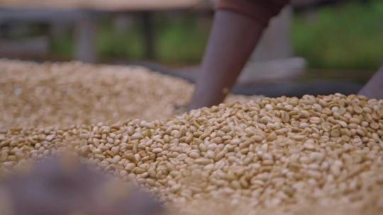非洲咖啡豆种植园视频