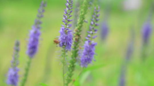 穗花婆婆纳 兔儿尾苗 紫色花穗 蜜蜂
