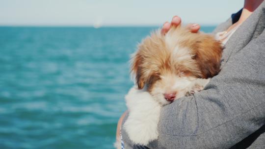 女人在海边抱着一只小狗