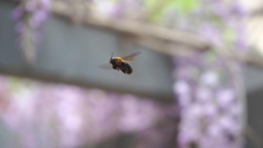 大黑蜂紫藤花中采蜜慢镜头