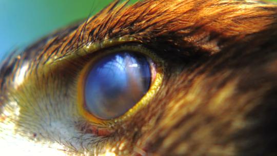老鹰眼睛特写炯炯有神野生动物