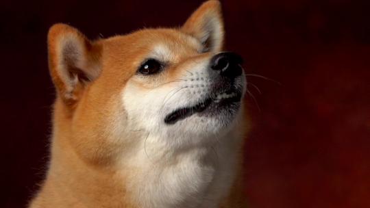 日本宠物狗柴犬特写镜头慢动作