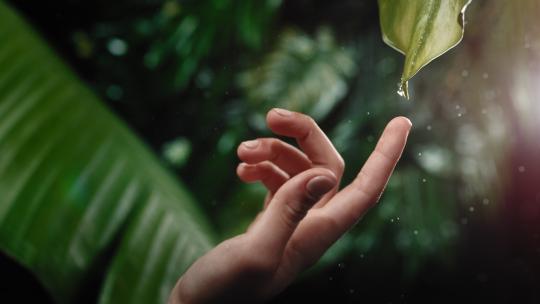 一滴水从叶子上落到手指上视频素材模板下载