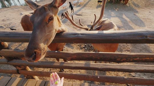 游客喂食动物园里的麋鹿特写
