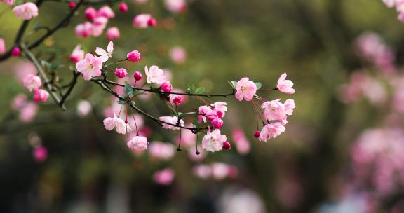 西湖海棠花