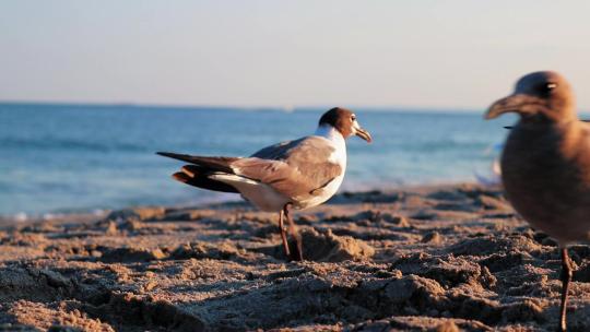 海鸥在海滩上觅食