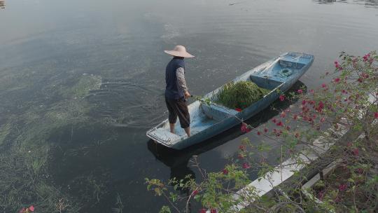 环卫工人视频乘小舟清理湖面打捞水草